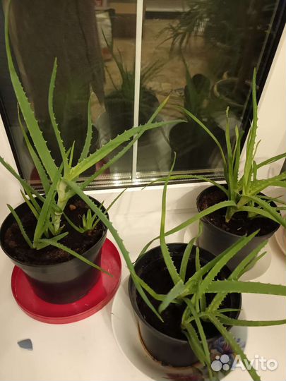 Алоэ молодые