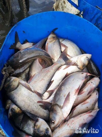 Малёк карпа