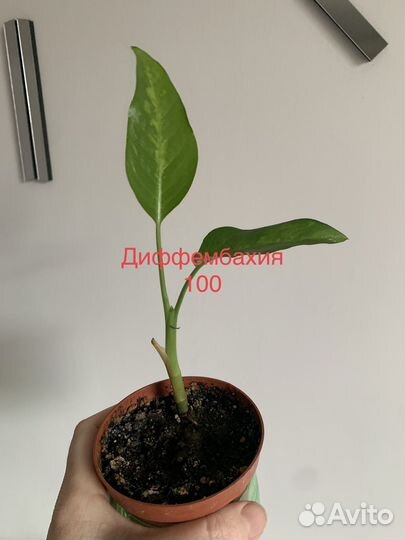 Диффенбахия, драцена и др