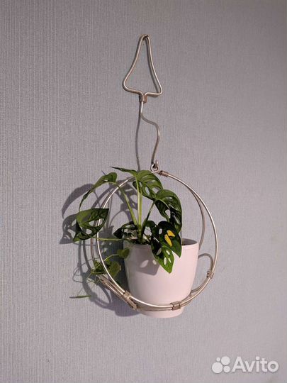 Монстера. Фикус Бенжамена. Держатель настенный