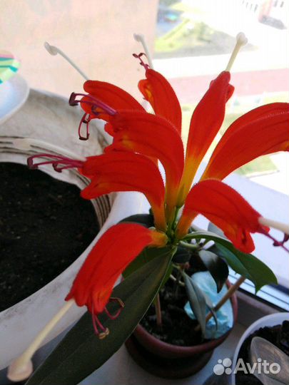 Домашние растения