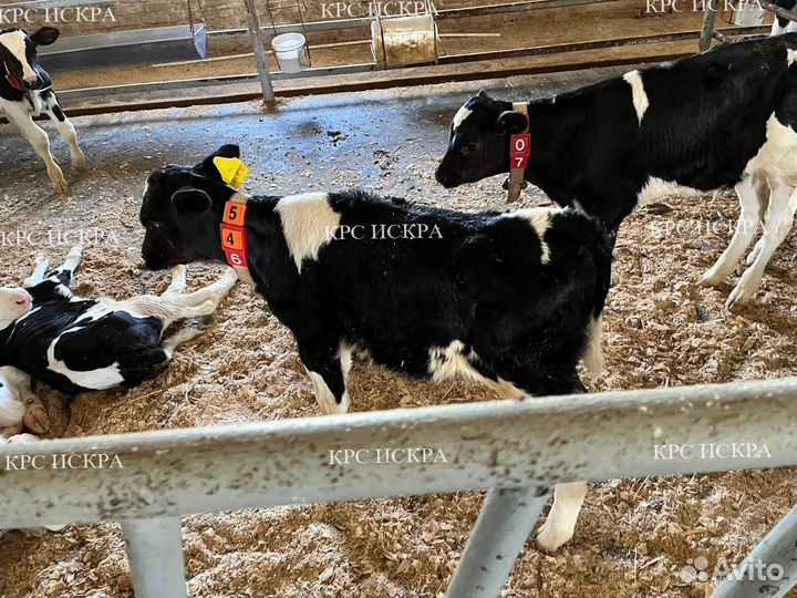 Крс телята, бычки