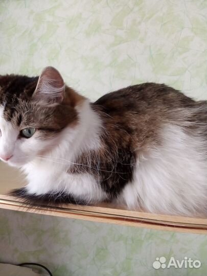 Кошка в добрые руки