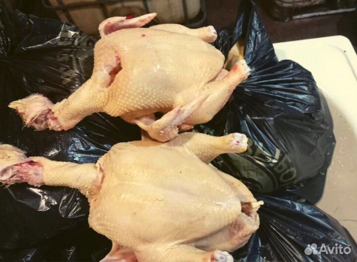 Куры домашние