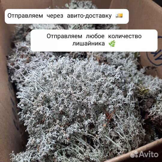 Лишайник / Мох