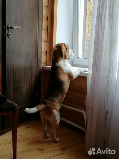 Бигль вязка