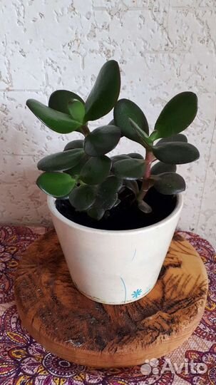 Толстянка 3штуки - цена за все