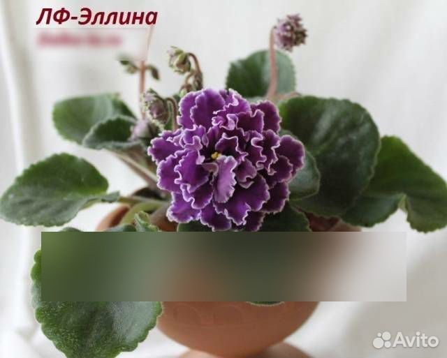 Сортовые фиалки