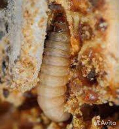 Восковая моль