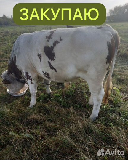 Скупка животных