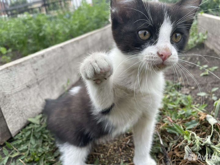 Котенок бесплатно