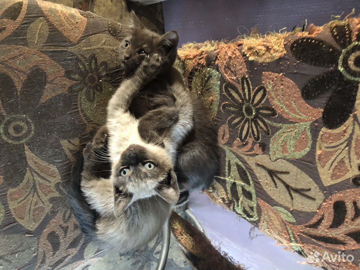 Котята отдам бесплатно