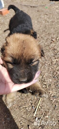 Щенки
