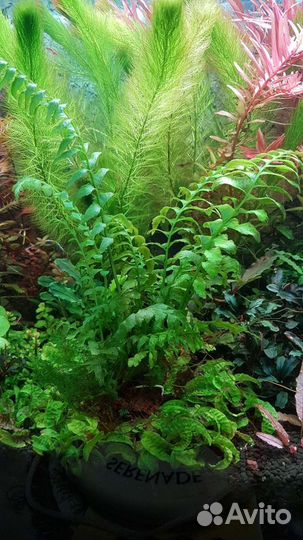 Буцефаландра, папоротники, мхи. Лава вулканич