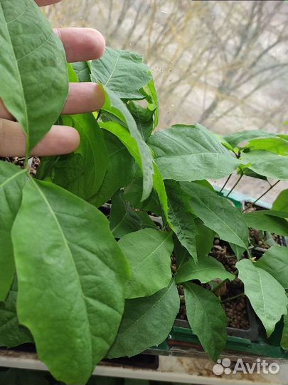 Остролистный дуб сеянцы, закрытая корневая система