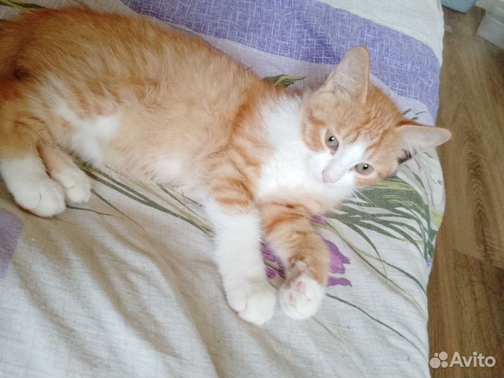 Отдам котëнка в добрые руки