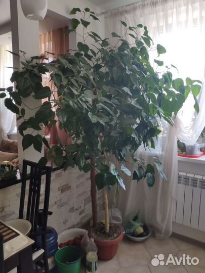 Китайская роза