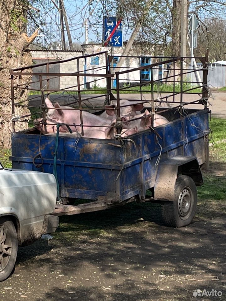 Свиней живым весом