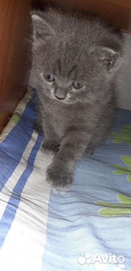 Британские котята