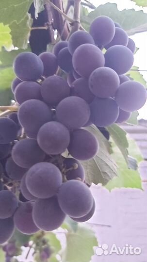 Виноград изабелла