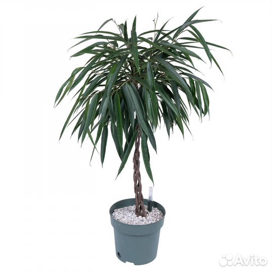 Неприхотливые растения