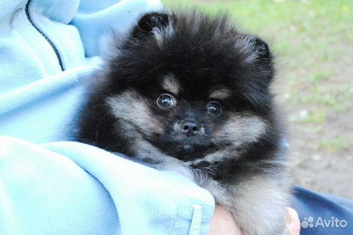 Померанский шпиц