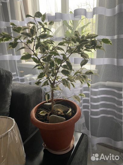 Комнатные цветы