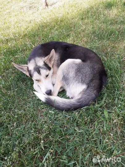 Щенок ищет дом