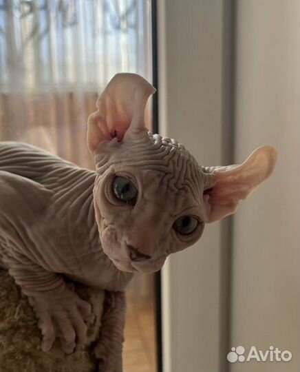 Сфинкс эльф котята