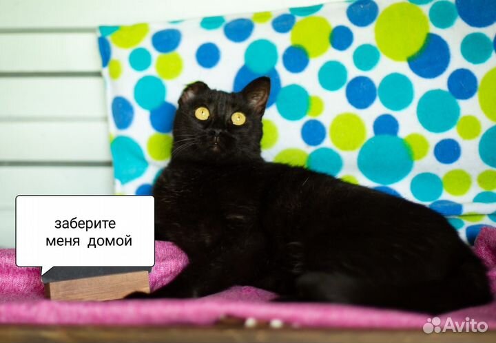 Кошка Любавушка