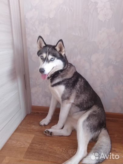 Сибирский хаски