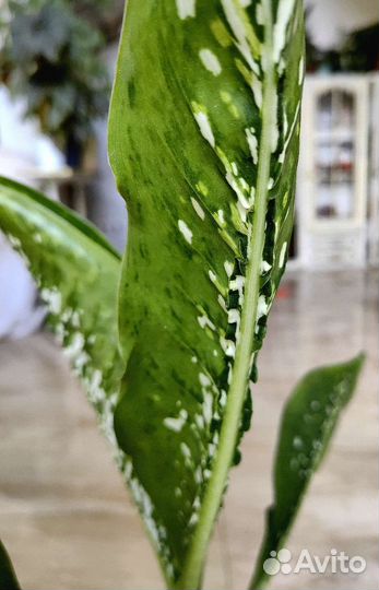 Диффенбахия шкура дракона(dragon scale)