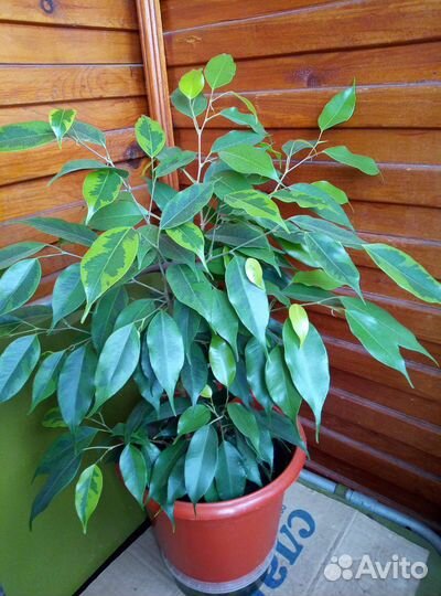 Фикус бенджамина пестролистный