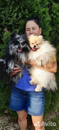 Шпицы. Доставка