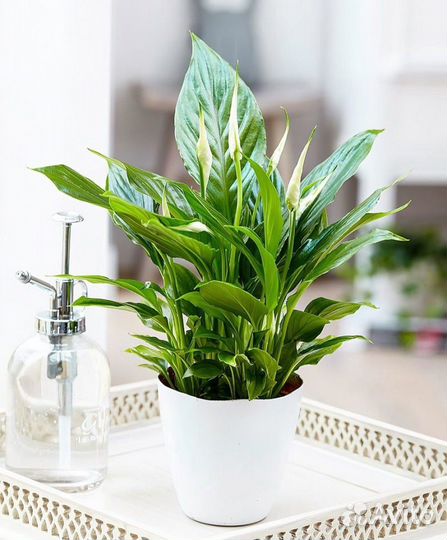 Спатифилум