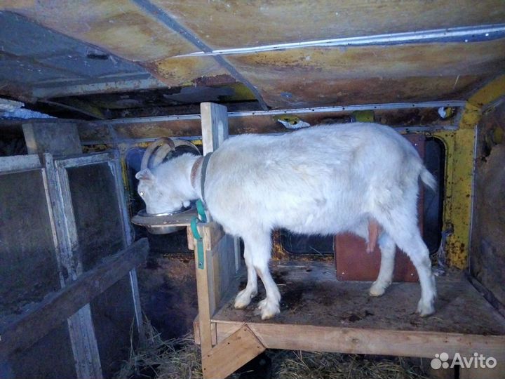 Зааненская коза