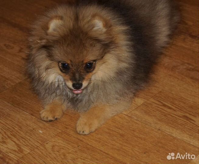 Девочки померанского шпица