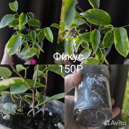 Цветы комнатные