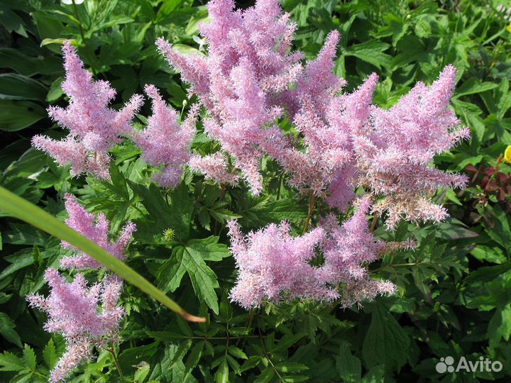 Многолетние цветы - астильба