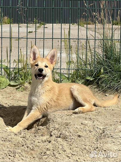 Девчуля 3,5 месяца ищет дом