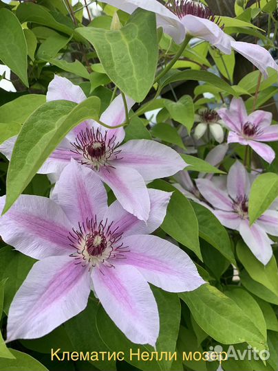 Саженцы клематиса 3 группы