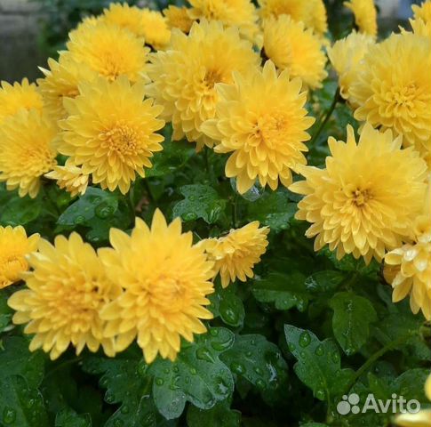 Хризантемы махровые купить в Анапе | Товары для дома и дачи | Авито