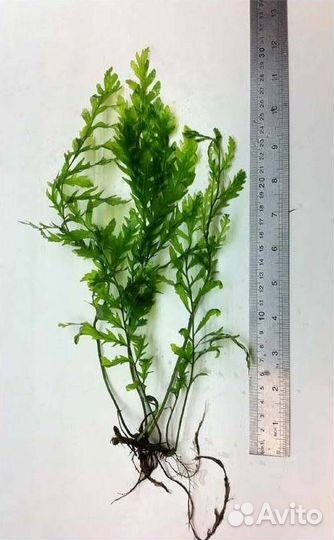 Аквариумные растения много