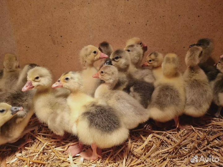 Гусята суточные