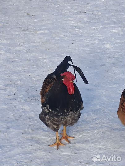 Петух молодой