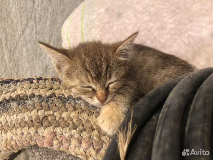 Котята в добрые руки