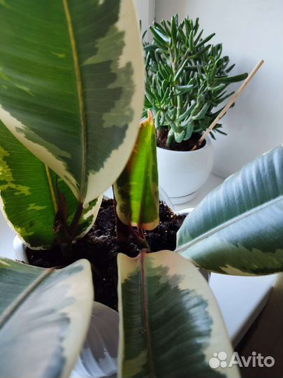 Фикус эластика