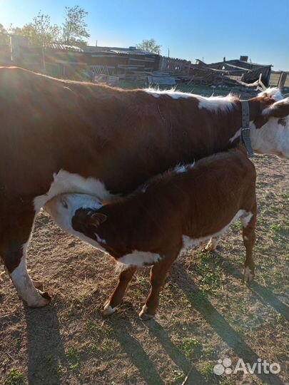 Корова с теленком