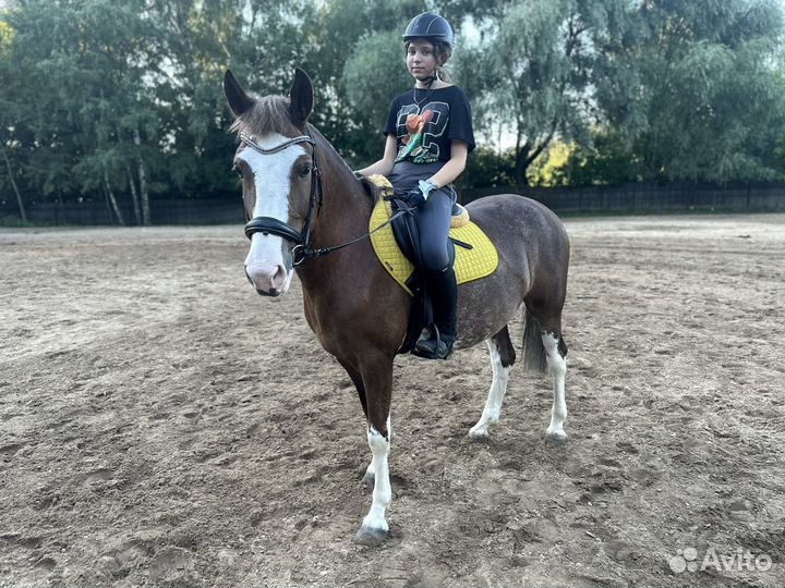 Райд пони в детский спорт