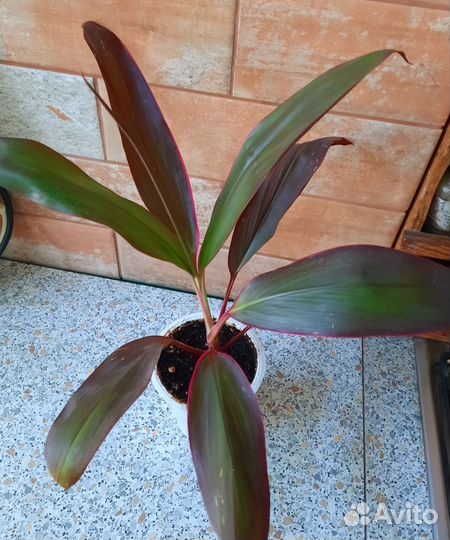 Традесканция зебрина, корделина, драцена, адениум